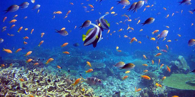 Full day of underwater adventures (15)